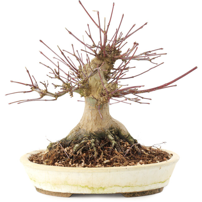 Acer palmatum, 16 cm, ± 25 ans