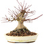 Acer palmatum, 16 cm, ± 25 anni