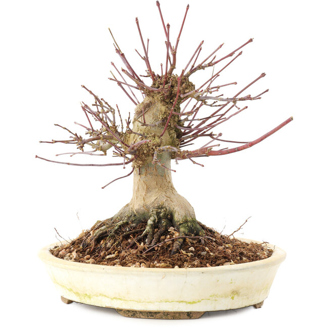 Acer palmatum, 16 cm, ± 25 jaar oud
