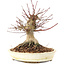 Acer palmatum, 16 cm, ± 25 ans