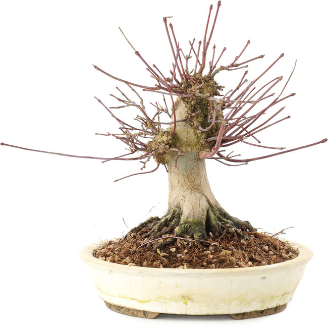 Acer palmatum, 16 cm, ± 25 años