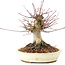 Acer palmatum, 16 cm, ± 25 ans