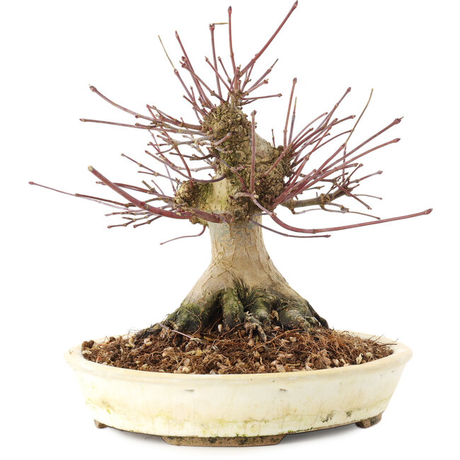 Acer palmatum, 16 cm, ± 25 jaar oud