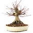 Acer palmatum, 16 cm, ± 25 ans