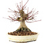 Acer palmatum, 16 cm, ± 25 jaar oud