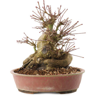Acer palmatum, 19 cm, ± 25 anni