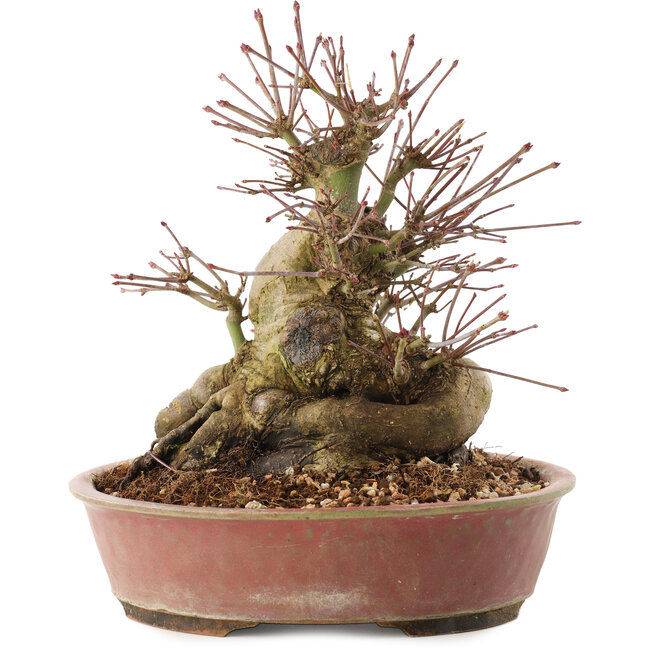 Acer palmatum, 19 cm, ± 25 years old