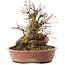 Acer palmatum, 19 cm, ± 25 ans