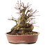 Acer palmatum, 19 cm, ± 25 Jahre alt