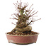 Acer palmatum, 19 cm, ± 25 anni