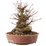 Acer palmatum, 19 cm, ± 25 años