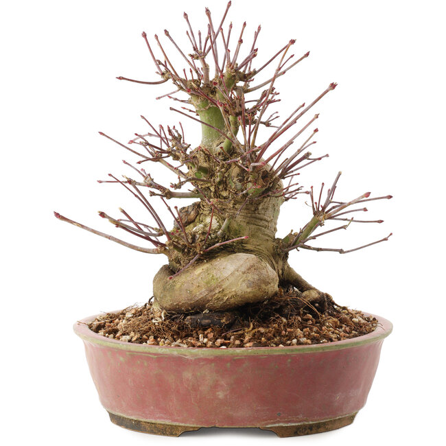 Acer palmatum, 19 cm, ± 25 anni