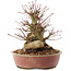 Acer palmatum, 19 cm, ± 25 anni