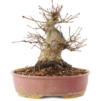 Acer palmatum, 16,5 cm, ± 25 ans