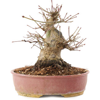 Acer palmatum, 16,5 cm, ± 25 Jahre alt