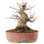 Acer palmatum, 16,5 cm, ± 25 años