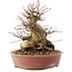 Acer palmatum, 19 cm, ± 25 Jahre alt