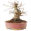 Acer palmatum, 16,5 cm, ± 25 jaar oud