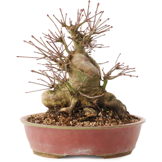 Acer palmatum, 19 cm, ± 25 Jahre alt