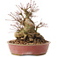 Acer palmatum, 19 cm, ± 25 ans