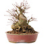 Acer palmatum, 19 cm, ± 25 Jahre alt