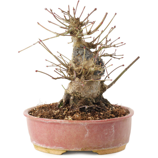 Acer palmatum, 16,5 cm, ± 25 years old