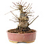 Acer palmatum, 16,5 cm, ± 25 ans