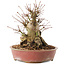 Acer palmatum, 19 cm, ± 25 years old