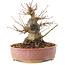 Acer palmatum, 16,5 cm, ± 25 anni