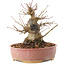 Acer palmatum, 16,5 cm, ± 25 ans
