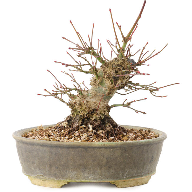 Acer palmatum, 16 cm, ± 25 jaar oud