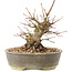 Acer palmatum, 16 cm, ± 25 jaar oud