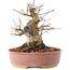 Acer palmatum, 16,5 cm, ± 25 años