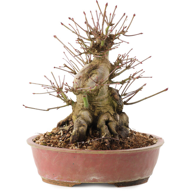 Acer palmatum, 19 cm, ± 25 anni