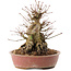 Acer palmatum, 19 cm, ± 25 ans