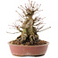 Acer palmatum, 19 cm, ± 25 Jahre alt