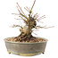 Acer palmatum, 16 cm, ± 25 ans