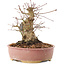 Acer palmatum, 16,5 cm, ± 25 anni