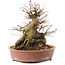 Acer palmatum, 19 cm, ± 25 anni