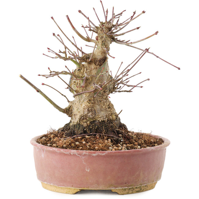 Acer palmatum, 16,5 cm, ± 25 años