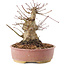 Acer palmatum, 16,5 cm, ± 25 jaar oud