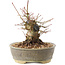 Acer palmatum, 16 cm, ± 25 Jahre alt