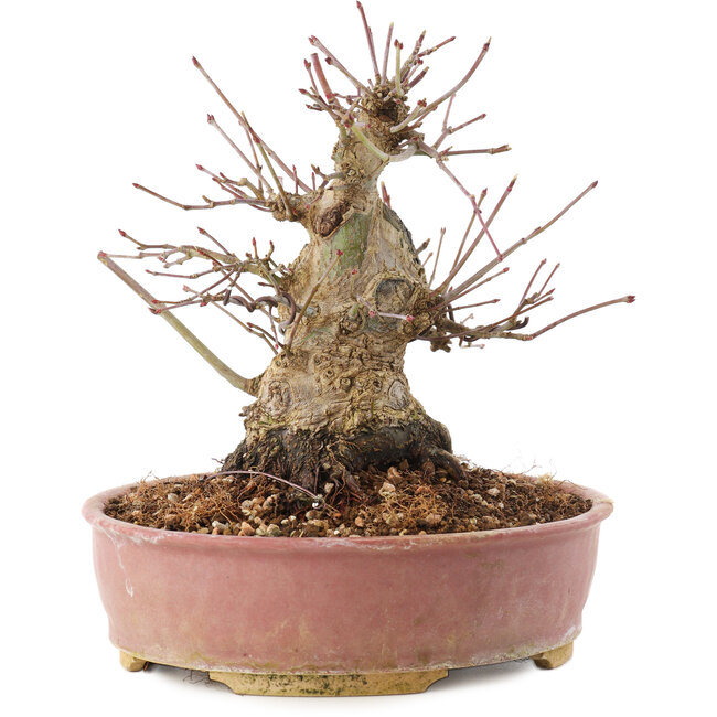 Acer palmatum, 16,5 cm, ± 25 ans