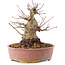 Acer palmatum, 16,5 cm, ± 25 jaar oud
