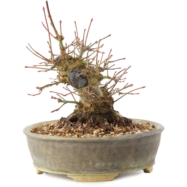 Acer palmatum, 16 cm, ± 25 jaar oud