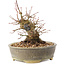 Acer palmatum, 16 cm, ± 25 Jahre alt