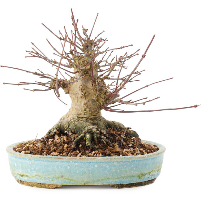 Acer palmatum, 14,5 cm, ± 25 anni