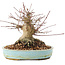 Acer palmatum, 14,5 cm, ± 25 anni