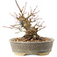 Acer palmatum, 16 cm, ± 25 ans