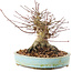 Acer palmatum, 14,5 cm, ± 25 ans